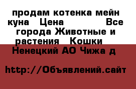 продам котенка мейн-куна › Цена ­ 35 000 - Все города Животные и растения » Кошки   . Ненецкий АО,Чижа д.